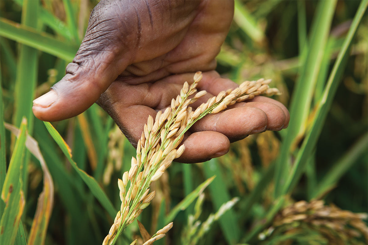 Monitoring sustainable agriculture ecosystems